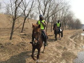 马匹窝在线视频,揭秘马术运动的魅力与技巧
